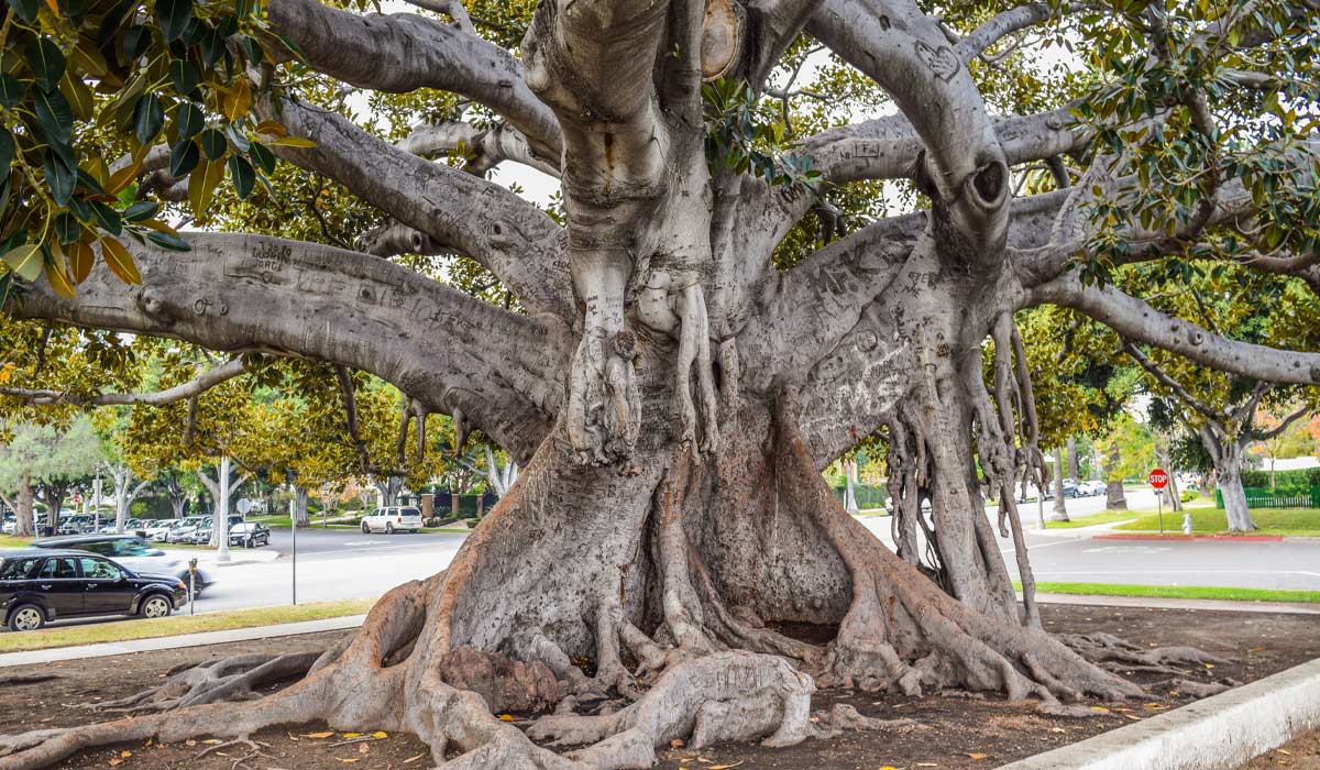 Beverly Gardens Park